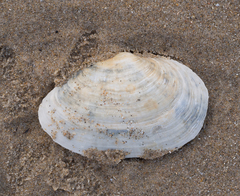 Mya arenaria
