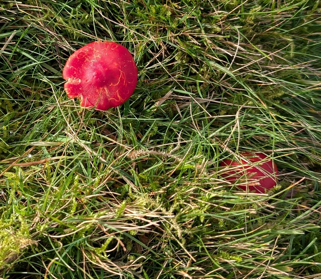 Hygrocybe coccinea · November 2025 · photo: © twig777 (iNaturalist, cc0)