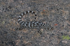 Goggia microlepidota