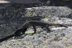 Hemicordylus capensis