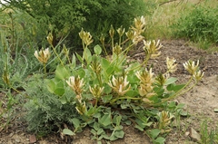 Astragalus megalomerus