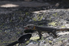 Hemicordylus capensis