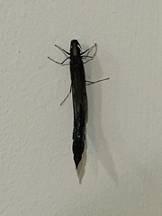 Atractocerus brevicornis