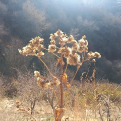 Inula grandis, photograph (c) Alexander Dubynin, some rights reserved (CC BY)