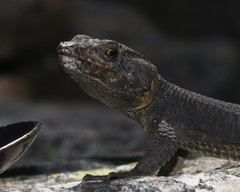 Hemicordylus capensis