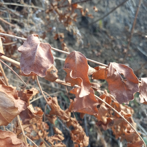 Chinese Liquorice (Glycyrrhiza uralensis)