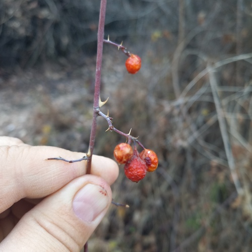 Rosa beggeriana, photograph 1