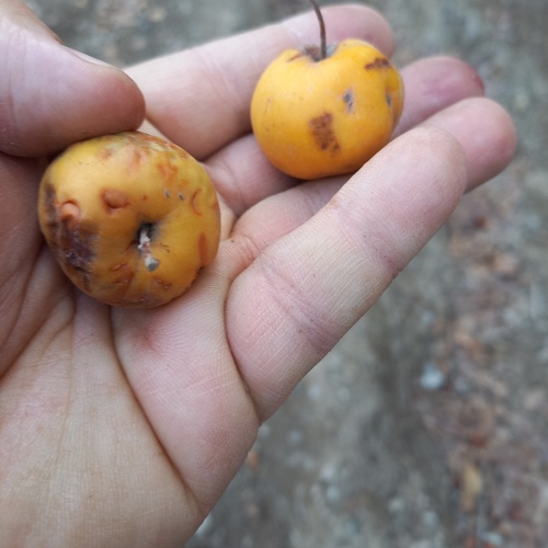 Sievers apple (Malus sieversii)