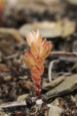 Sedum aetnense