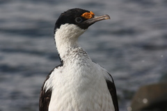 Leucocarbo georgianus