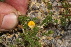 Aspalathus brevicarpa
