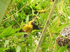 Ploceus castanops