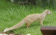 Cynictis penicillata