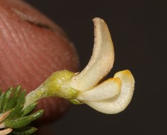 Aspalathus brevicarpa