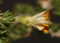 Aspalathus brevicarpa