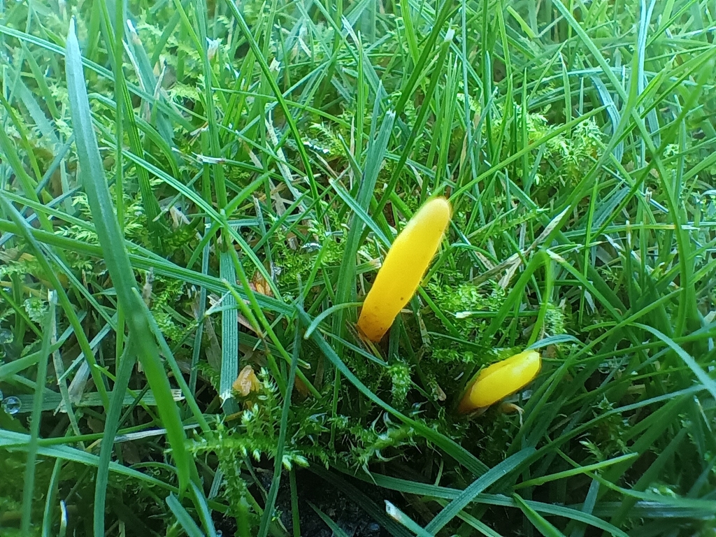 Clavulinopsis helvola · November 2025 · photo: © considerthelilies (iNaturalist, cc-by)