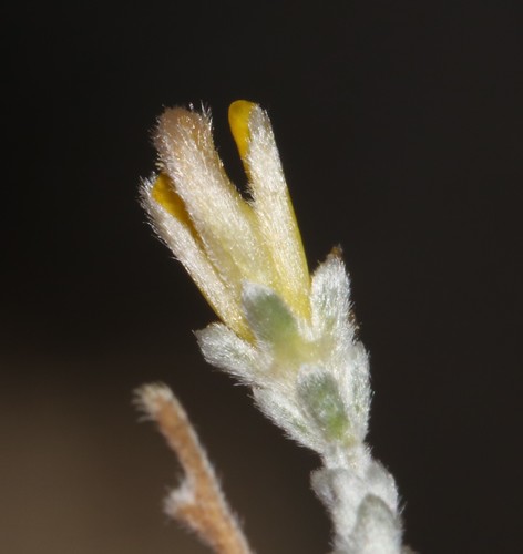 Image of Aspalathus villosa by (c) Brian du Preez, some rights reserved (CC BY-SA)