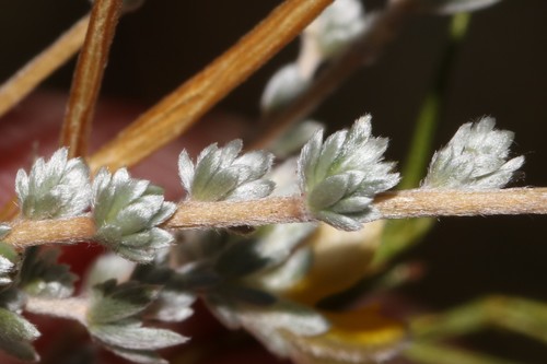 Image of Aspalathus villosa by (c) Brian du Preez, some rights reserved (CC BY-SA)