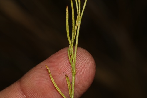 Image of Psoralea tenuissima by (c) Brian du Preez, some rights reserved (CC BY-SA)