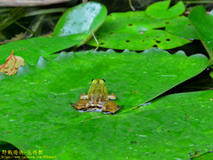 Euphlyctis hexadactyla