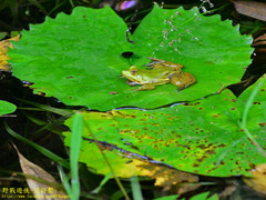 Euphlyctis hexadactyla