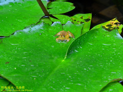 Euphlyctis hexadactyla