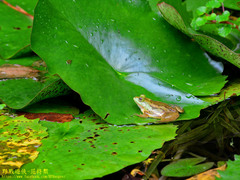 Euphlyctis hexadactyla