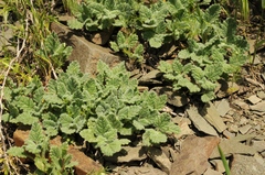 Scutellaria subcaespitosa