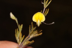 Aspalathus bracteata