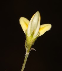 Aspalathus bracteata