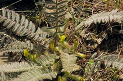 Astragalus syreitschikovii