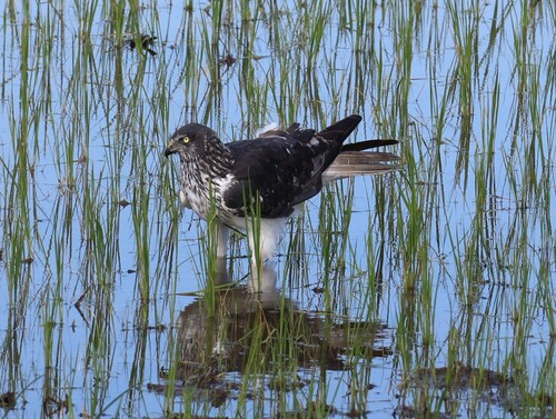 Malagasy Harrier (Circus macrosceles)