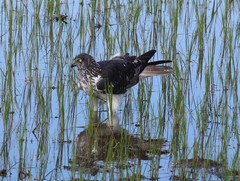 Malagasy Harrier photo 2