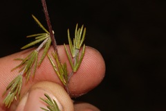 Aspalathus bracteata