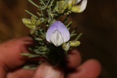 Psoralea verrucosa