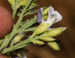 Psoralea verrucosa