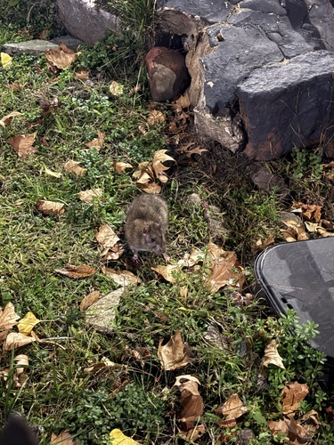 Rat photographed near here on 2025-11-08