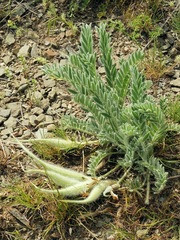 Astragalus xipholobus
