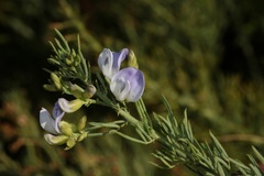 Psoralea verrucosa