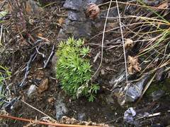 Saxifraga bronchialis funstonii