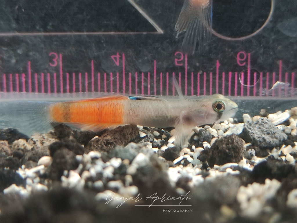 belted rockclimbing goby (Sicyopus zosterophorus)