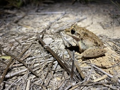 Litoria inermis