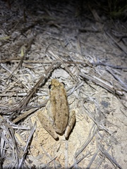 Litoria inermis