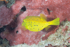 Yellow Boxfish photo 5