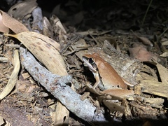 Litoria nigrofrenata