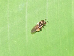 Eucharitinae