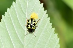 Calligrapha fulvipes