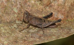 Maculiparia rotundata