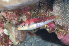 Halichoeres nebulosus