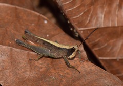 Maculiparia rotundata